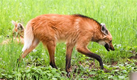 Gallery - Maned Wolf Conservation