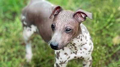 Hairless Dog Breeds – American Kennel Club