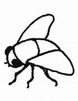 Mouche Insect Mosca Sheet Insects Bug Vlieg Kleurplaten Stampare  sketch template