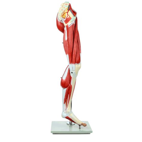 Muscles of the Leg Laminated Anatomy Chart in 2022 | Leg anatomy, Muscular system anatomy, Muscle