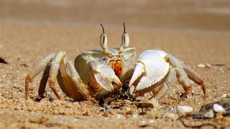 Crabs Crab Sea · Free photo on Pixabay