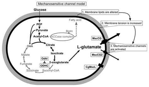 Microorganisms | Free Full-Text | Corynebacterium glutamicum Mechanosensing: From Osmoregulation ...