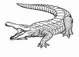 Crocodile Skeleton Drawing Sketch Coloring Page sketch template