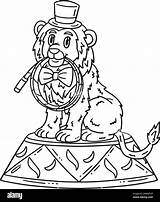 Circus Lion Biting Whip Isolated Coloring Page Stock Vector Image & Art  sketch template