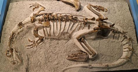 Rare baby dinosaur skeleton shows it looked remarkably like its parents - CNET