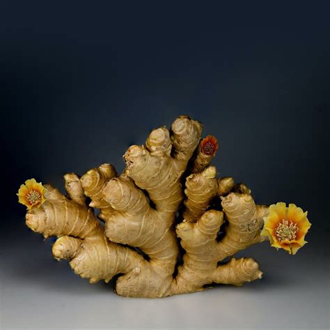 How to grow ginger indoors.