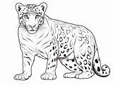 Jaguar Drawing Perfect For Coloring  Page sketch template