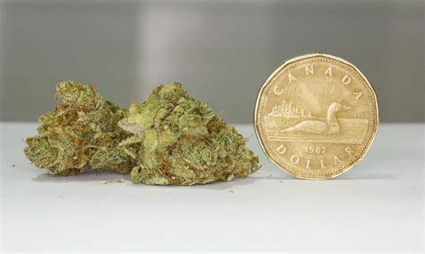 What’s a gram of weed look like? – Winnipeg Free Press