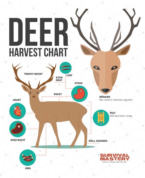 Deer Hunting Tips: Best Weapons, Safety Questions and Expert's Advices