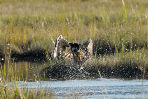 Osprey Fishing | Mark Schwall | Flickr