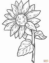 Sunflower Coloring Pages  sketch template