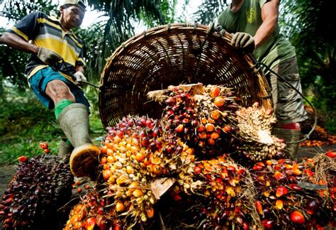 Buruh Tak Sejahtera, Praktik Gelap Dibalik Gemerlap Kebun Sawit - Mongabay.co.id