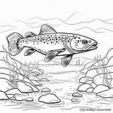 Brook Trout Coloring Pages  Free & Printable sketch template