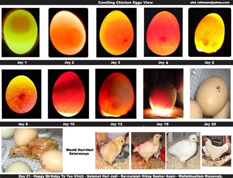 Hatching eggs? Here is what to look for when you are candling ...