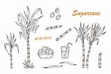 Best Sugar Cane Illustrations Royalty Free Vector Graphics & Clip Art  sketch template