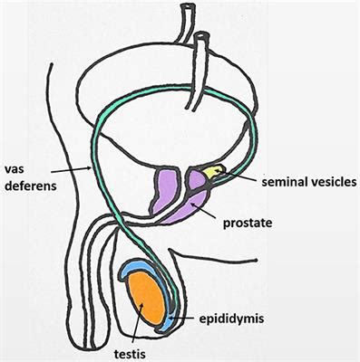 Frontiers | Oxytocin in the Male Reproductive Tract; The Therapeutic Potential of Oxytocin ...
