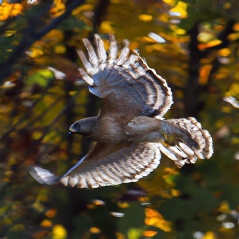 Pennsylvania Hawks Guide: Learn About the Nine Different Types of Hawks in Pennsylvania – Nature ...