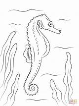 Coloriage  Hippocampe Coloriages à Imprimer Gratuits sketch template