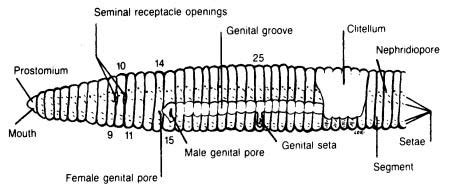 Earthworm Dissection Diagram