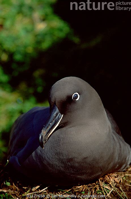 Stock photo of Sooty albatross on nest {Phoebetria fusca} Marion Island ...