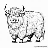 Yak Coloring Pages  Free & Printable sketch template