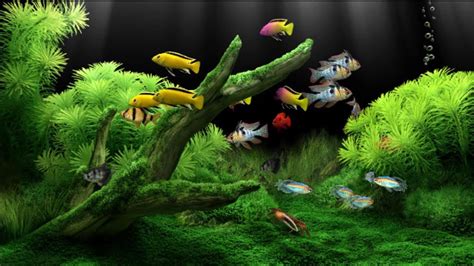 Dream Aquarium Screensaver HD - YouTube