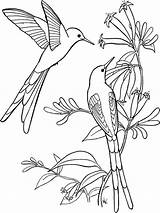 Hummingbird coloring pages sketch template