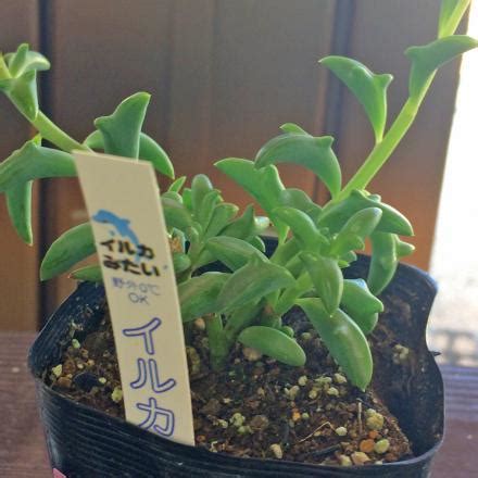 This Dolphin Shaped Succulent Plant Looks Like Dolphins Jumping Out Of The Water