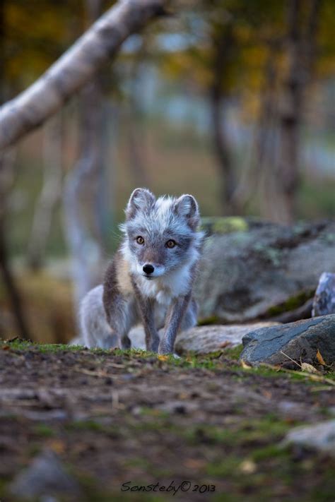 Camouflage by Cecilie Sønsteby / 500px | Cute animals, Baby animals, Animals beautiful