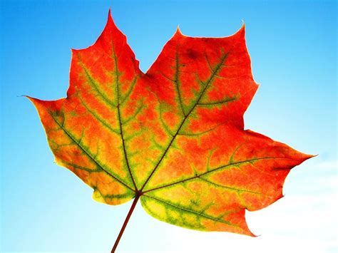 HD wallpaper: close up photography of maple leaf, fall, frame, texture ...