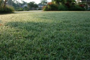 Celebration Bermudagrass - Carolina Turf