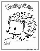 40 Hedgehog Coloring Pages Free Printable PDFs sketch template