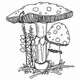 Kingdom Fungi Coloring Worksheet Sketch Page sketch template