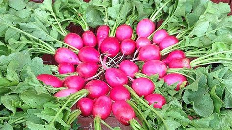 14 Radish Varieties You Should Keep On Your Radar