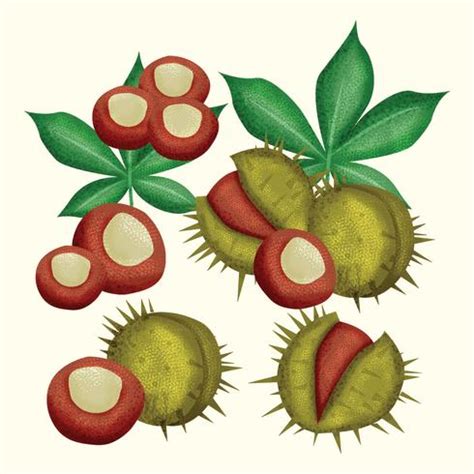 buckeye nut clipart 20 free Cliparts | Download images on Clipground 2024