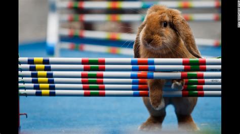 Bunny hop competition in Prague