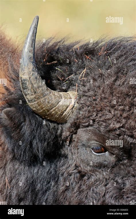 Bison horn hi-res stock photography and images - Alamy