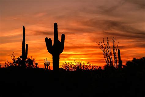 Arizona Saguaro Cactus Sunset Photograph by Michael J Bauer Photography - Fine Art America