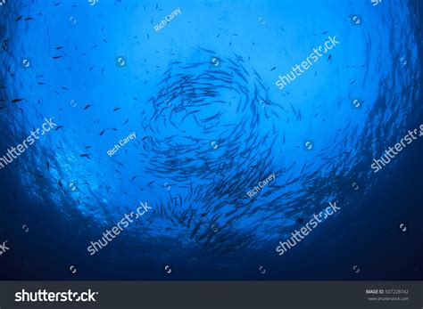 Barracuda Fish School Silhouette Ocean Stock Photo 507228742 | Shutterstock