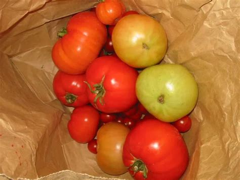 The Fastest Way to Ripen Tomatoes Indoors - Country Living | How to ripen tomatoes, Ripen green ...