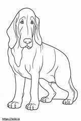 Basset Hound Friendly coloring Page sketch template
