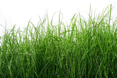 Free photo: Green Tall Grass - Close-up, Color, Field - Free Download ...