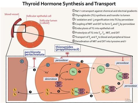 Thyroid Hormones - Endocrine - Medbullets Step 1