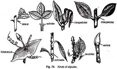 10 Main Types of Stipule Present in a Plant (With Diagram) | Plants, 10 things, Presents