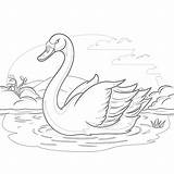Swan Coloring Page  Pages Mimi Panda sketch template