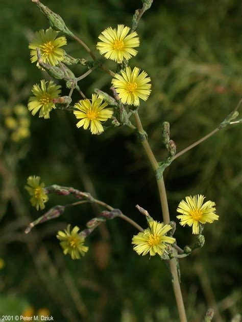 Lactuca serriola (Prickly Lettuce): Minnesota Wildflowers