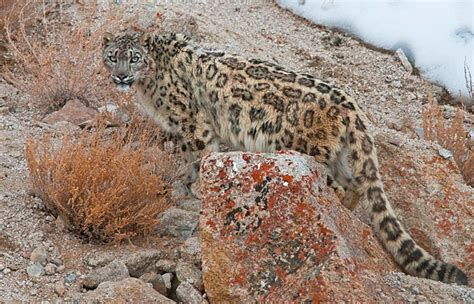 WCS Discovers Healthy Snow Leopard Population In Afghanistan | Conservation India