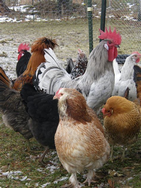 Murray McMurray Hatchery? | Page 4 | BackYard Chickens - Learn How to Raise Chickens