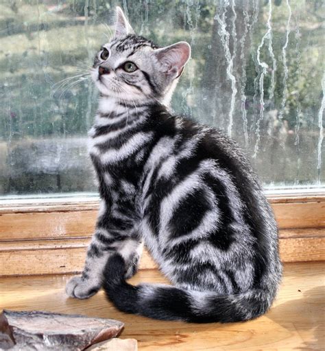 Photos of american shorthaired cats, www.silvershorthairs.com, classic silver tabby | American ...