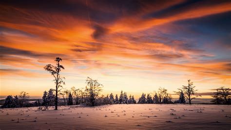 Sunset Winter at Empty Forest Wallpaper, HD Nature 4K Wallpapers, Images and Background ...